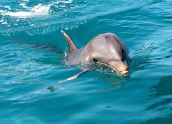 Rencontre avec les dauphins et pique-nique à l’île aux Bénitiers
