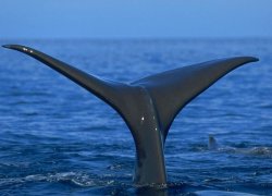 Rencontre avec les dauphins et les baleines à l’Ile Maurice