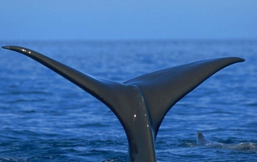 Rencontre avec les dauphins et les baleines à l’Ile Maurice