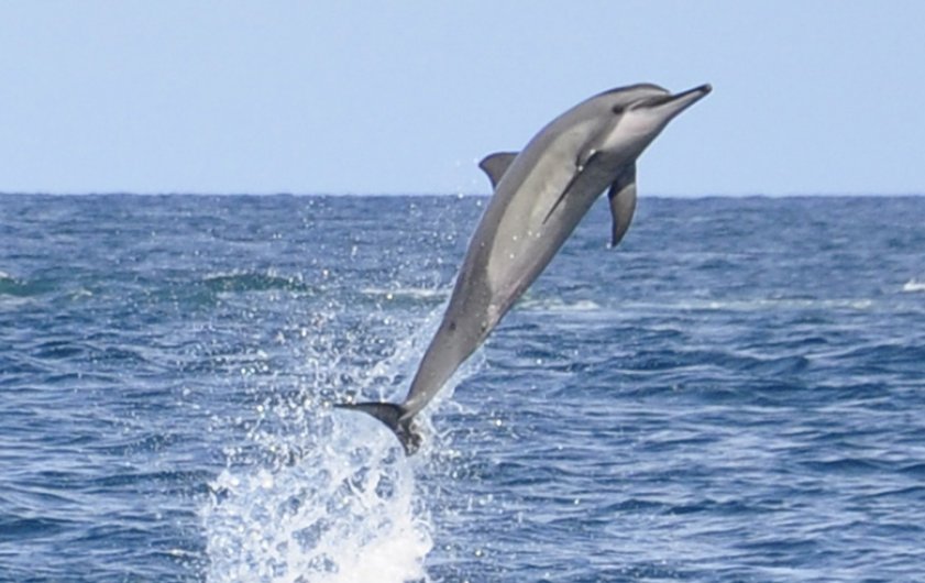 Rencontre avec les dauphins et les baleines a l’ile Maurice
