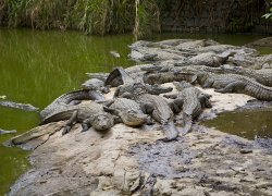 Parc Crocodile et Zipline at Chazal